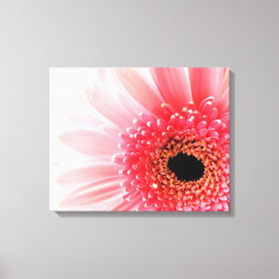 Gerbera Daisy Canvas Print