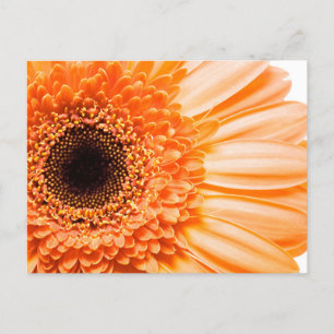 Gerbera Daisy Close-up Photo Postcard