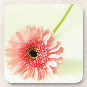 Gerbera Daisy Coaster