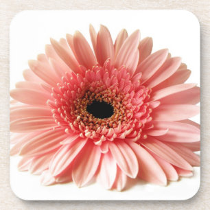 Gerbera Daisy Coaster