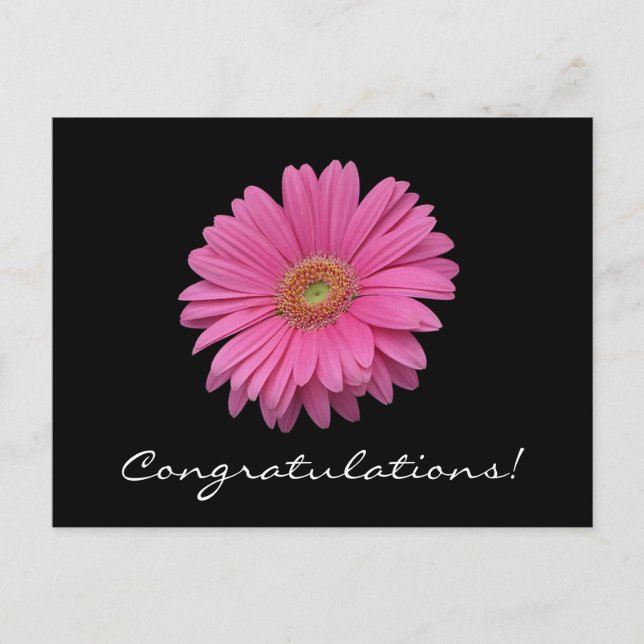 Gerbera Daisy Félicitations Carte Postale (Devant)