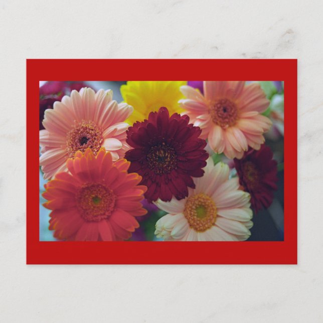 Gerbera Daisy Flower Photo Art Postcard (Front)