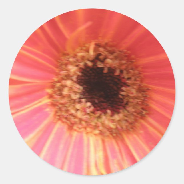 Gerbera Daisy Flower Stickers (Front)
