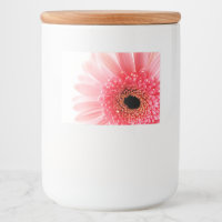 Gerbera Daisy