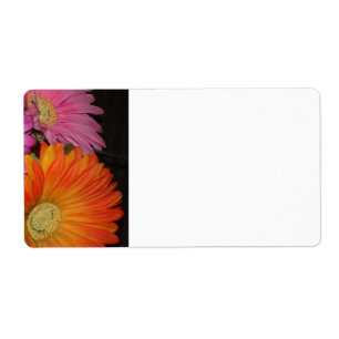 Gerbera Daisy Garden