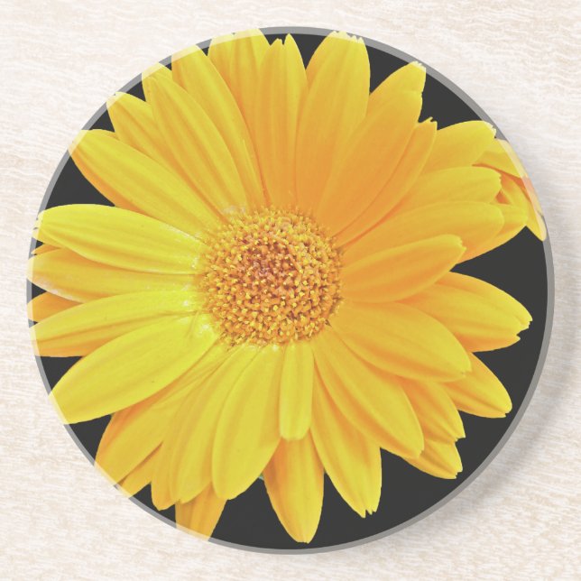Gerbera Daisy (Gerbera hybrida) - Yellow Coaster (Front)