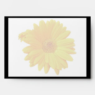 Gerbera Daisy (Gerbera hybrida) - Yellow Envelopes