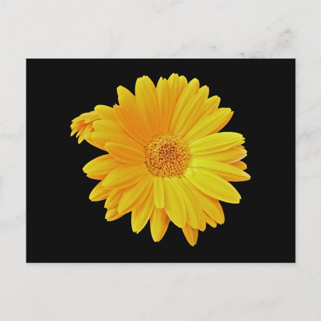 Gerbera Daisy (Gerbera hybrida) - Yellow Postcard (Front)