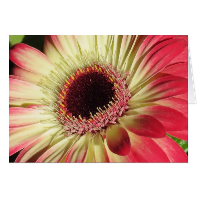 Gerbera Daisy - Gros plan (Devant horizontal)