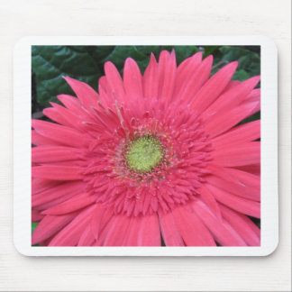 Gerbera Daisy Mouse Pad