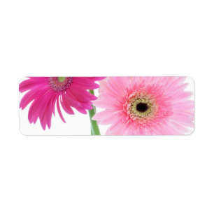 Gerbera Daisy Piink Fleurs