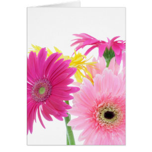 Gerbera Daisy Piink Fleurs