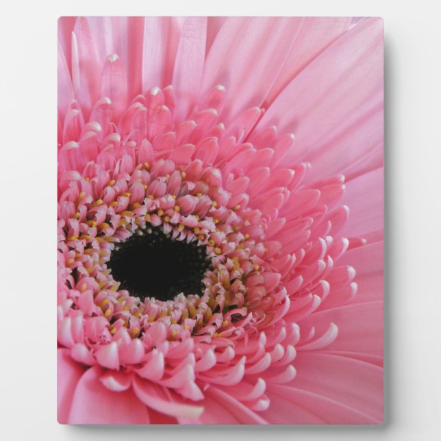 Gerbera Daisy Plaque (Front)