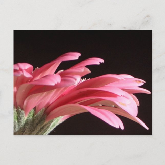gerbera daisy postcard (Front)