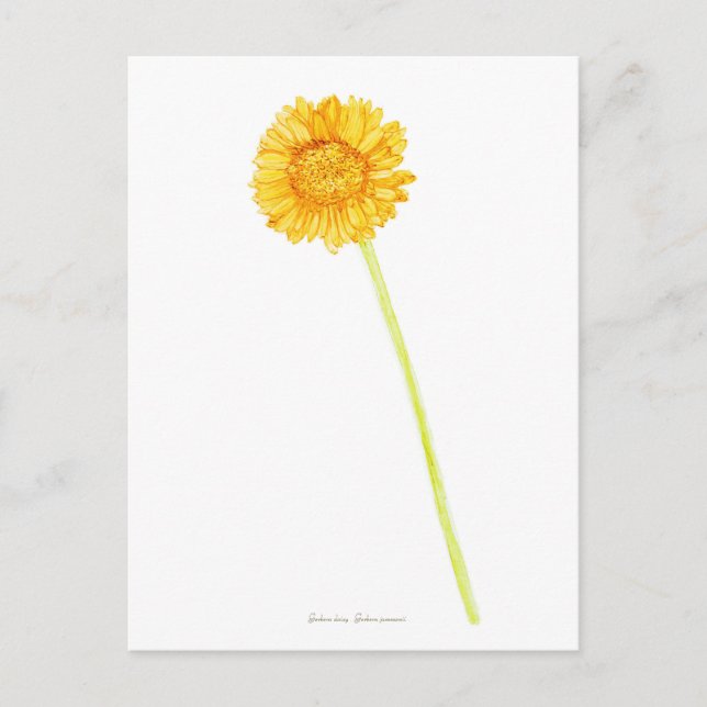 Gerbera daisy  postcard (Front)