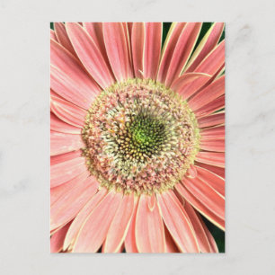 Gerbera Daisy Postcard