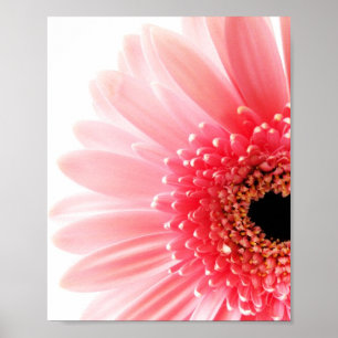 Gerbera Daisy Poster