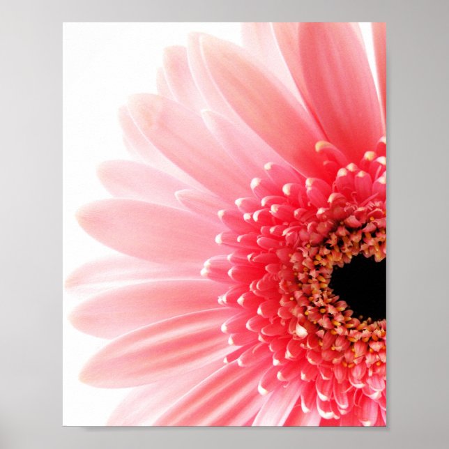 Gerbera Daisy Poster (Front)