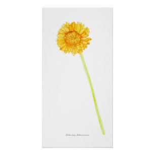 Gerbera daisy poster