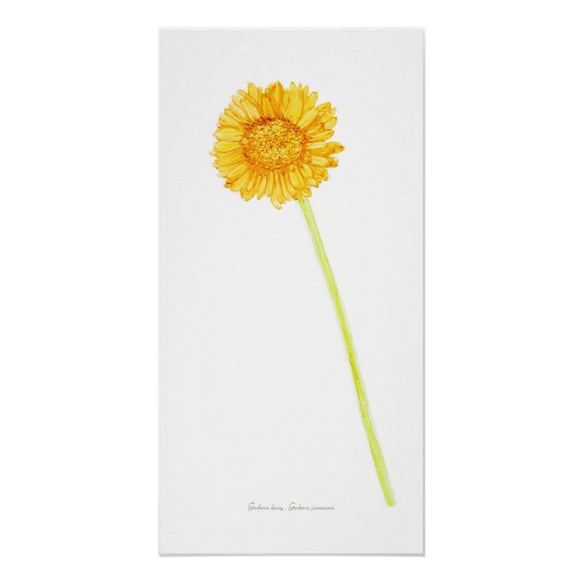 Gerbera daisy  poster (Front)