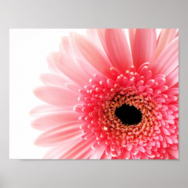 Gerbera Daisy Poster (Front)