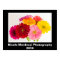 Gerbera Daisy Poster