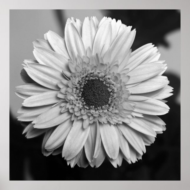 Gerbera Daisy Poster (Front)