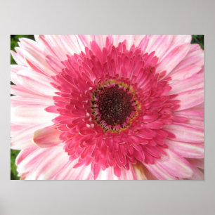 Gerbera Daisy Poster