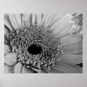 Gerbera Daisy Poster