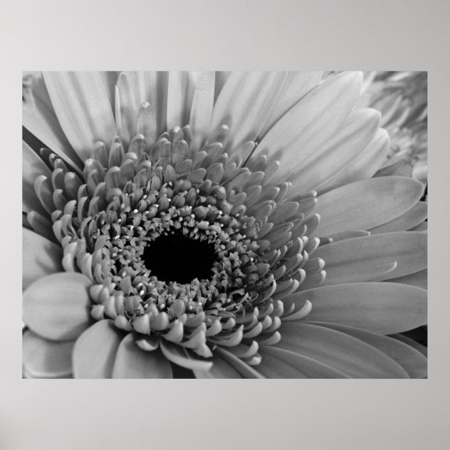 Gerbera Daisy Poster (Front)