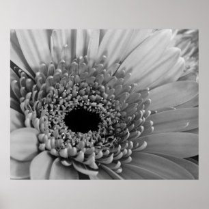 Gerbera Daisy Poster