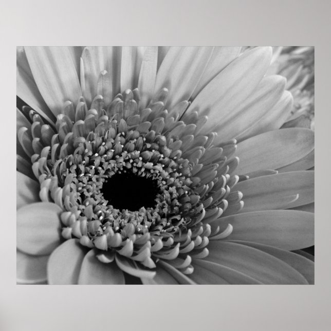 Gerbera Daisy Poster (Front)