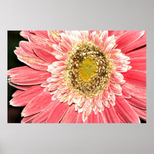 Gerbera Daisy Poster, Version B Poster