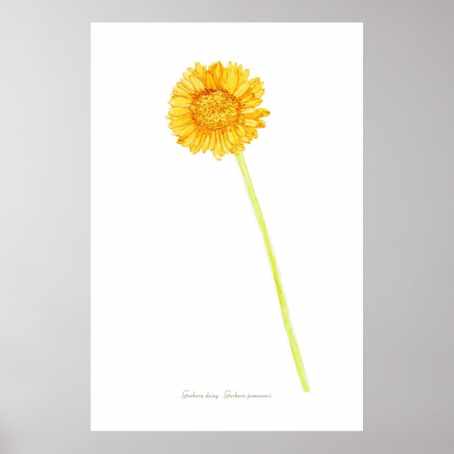 Gerbera daisy Print, Value Poster Paper (Matte) (Front)