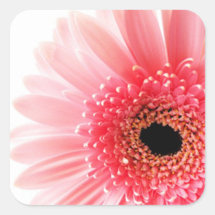 Gerbera Daisy Square Sticker