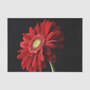 Gerbera Daisy Tissue Paper