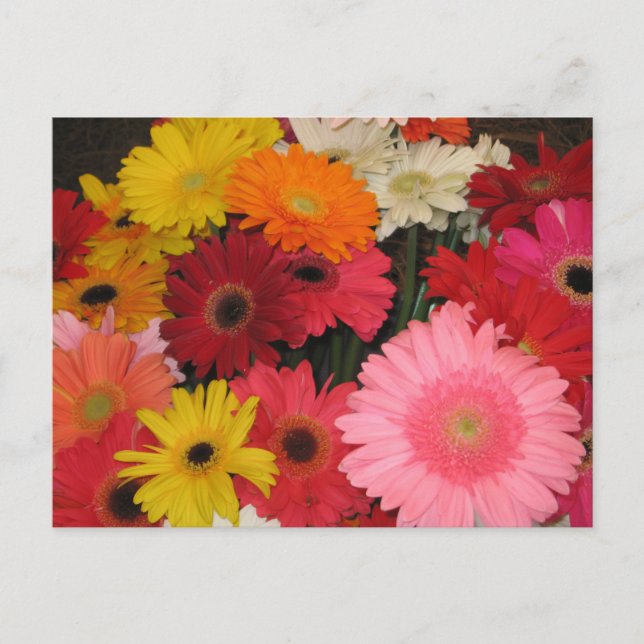 Gerbera flowers postcard (Front)