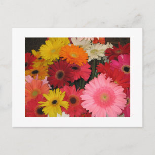Gerbera flowers postcard