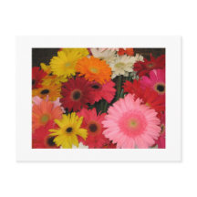 Gerbera flowers