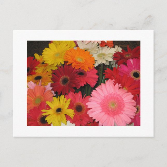 Gerbera flowers postcard (Front)