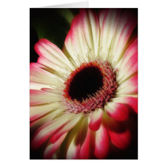 Gerbera Glow - Daisy (Front)