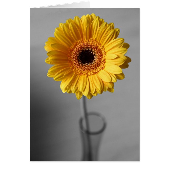 Gerbera jaune soleil (Devant)