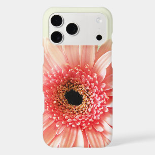Gerbera marguerite
