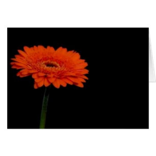 gerbera orange1