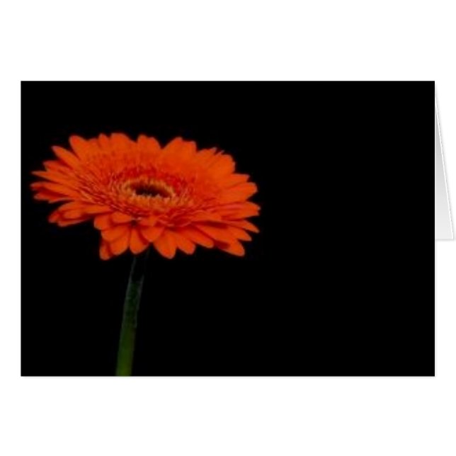 gerbera orange1 (Devant horizontal)