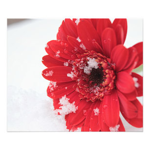 Gerbera Photo Print