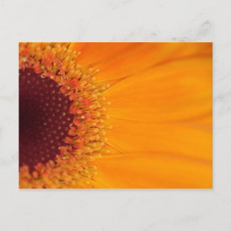Gerbera Postcard