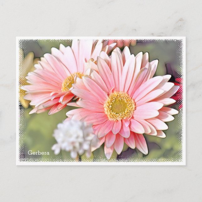 Gerbera Postcard (Front)