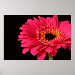 Gerbera print