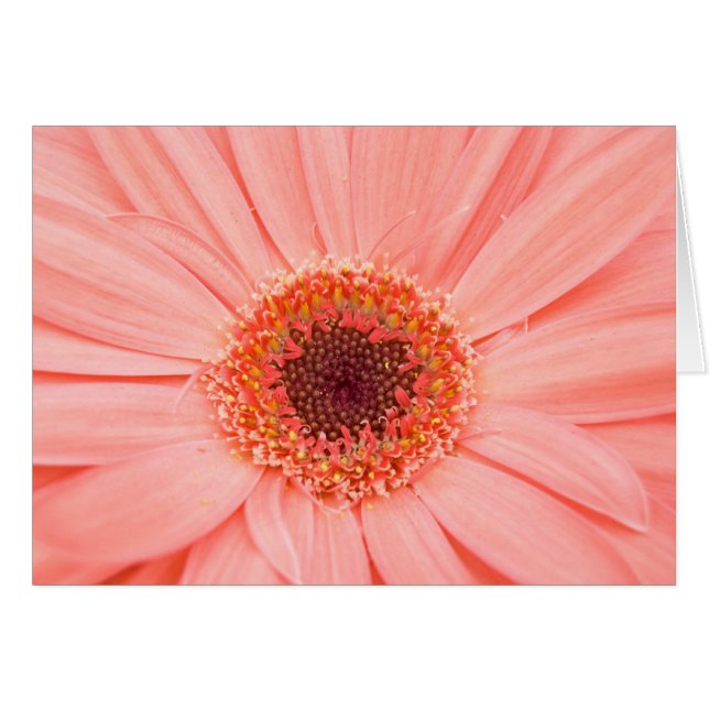 Gerbera rose (Devant horizontal)